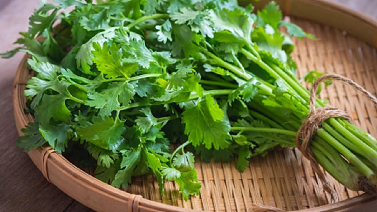 Coriander Leaves