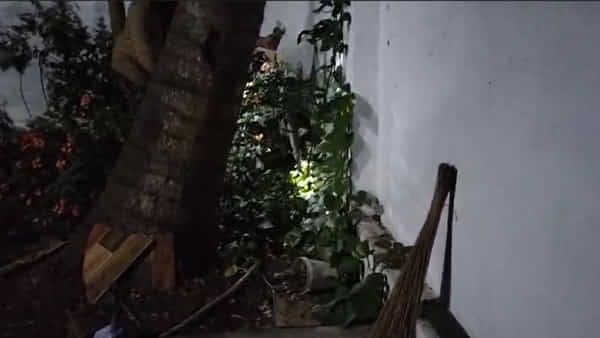 Konaseema: అర్ధరాత్రి ఇంటి ఆవరణలో వింత శబ్దాలు.. ఏంటా అని వెళ్లి చూడగా
