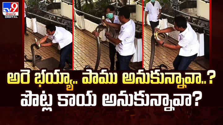 అరె భయ్యా.. పాము అనుకున్నావా..? పొట్ల కాయ అనుకున్నావా? అరె భయ్యా.. పాము అనుకున్నావా..? పొట్ల కాయ అనుకున్నావా?