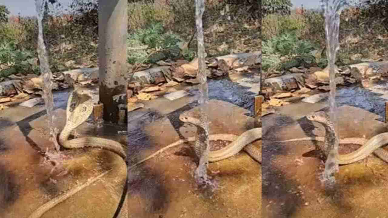 Watch: అయ్యోపాపం.. ఎండకు అల్లాడిపోయిన నాగుపాము హ్యాండ్‌బోర్‌ కింద ఏం చేసిందో చూస్తే..