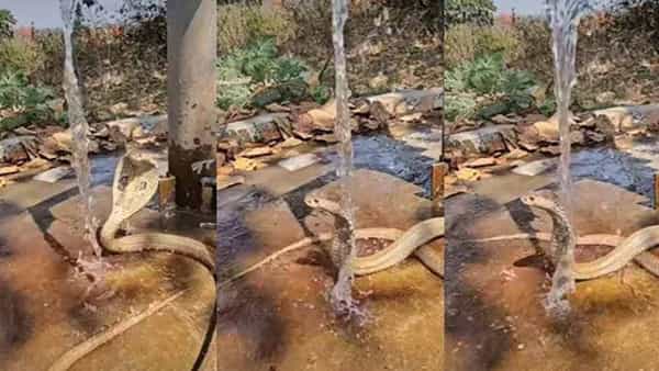 Watch: అయ్యోపాపం.. ఎండకు అల్లాడిపోయిన నాగుపాము హ్యాండ్బోర్ కింద ఏం చేసిందో చూస్తే..