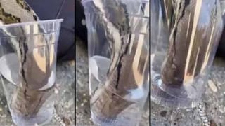 Viral Video: ఈ కోతి మాముల్ది కాదు.. లచ్చన్నర ఫోన్ ఎత్తుకుపోయింది..ఆ తర్వాత