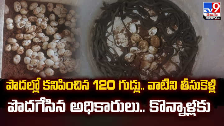 పొదల్లో కనిపించిన 120 గుడ్లు.. వాటిని తీసుకెళ్లి పొదగేసిన అధికారులు.. కొన్నాళ్లకు పొదల్లో కనిపించిన 120 గుడ్లు.. వాటిని తీసుకెళ్లి పొదగేసిన అధికారులు.. కొన్నాళ్లకు
