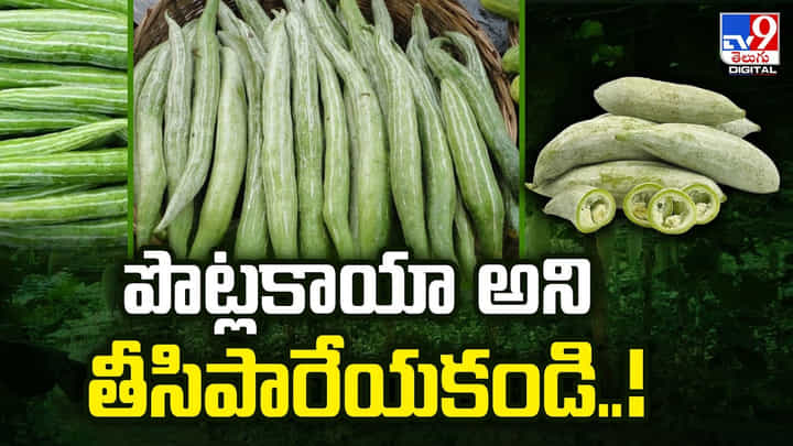 పొట్లకాయా.. అని తీసిపారేయకండి.. ఈ సమస్యలన్నటికి చెక్ పెడుతుంది అంతే.. పొట్లకాయా.. అని తీసిపారేయకండి.. ఈ సమస్యలన్నటికి చెక్ పెడుతుంది అంతే..