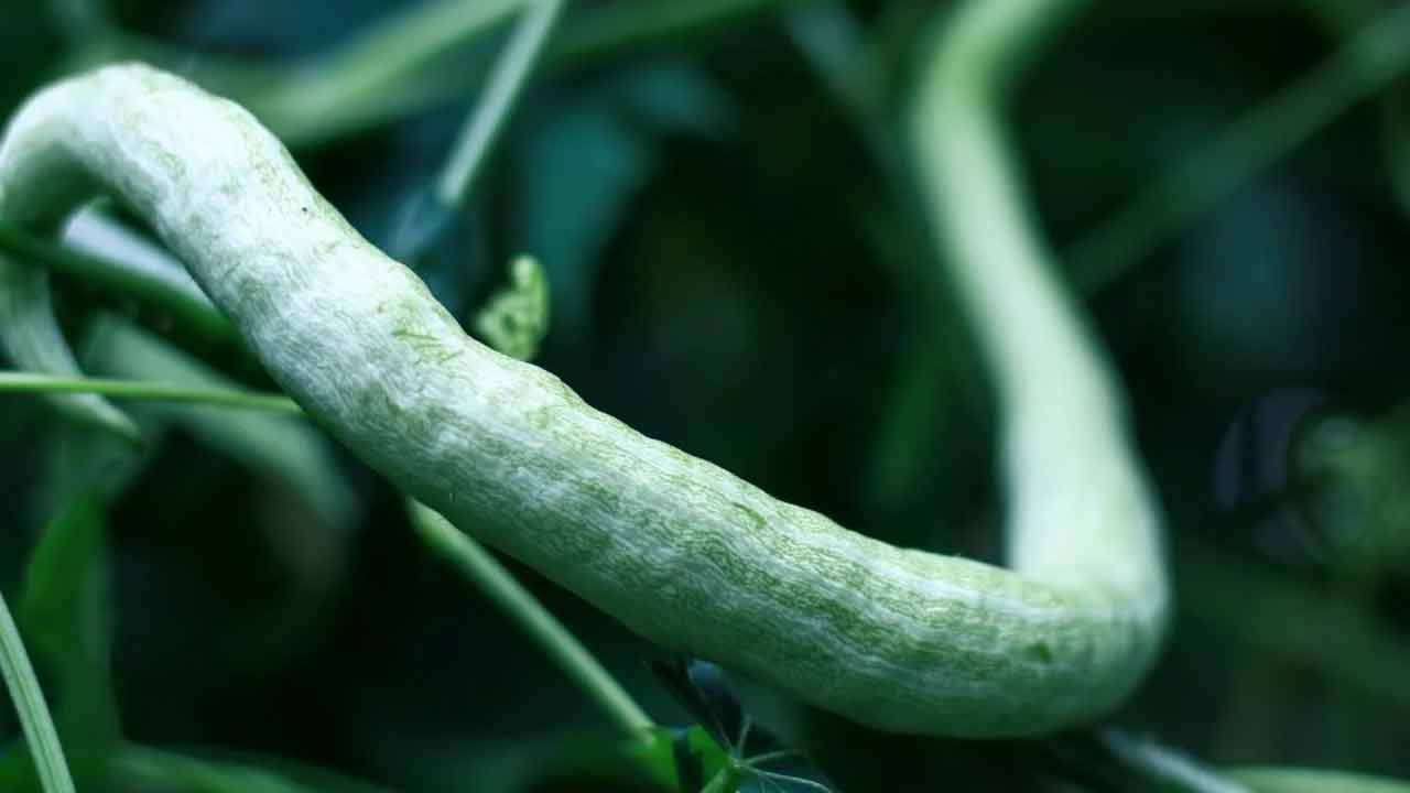 Snake Gourd Seeds: ఈ కూరగాయ విత్తనాలను లైట్‌ తీసుకోకండి.. ఆ సమస్యలకు బ్రహ్మాస్త్రాలు!