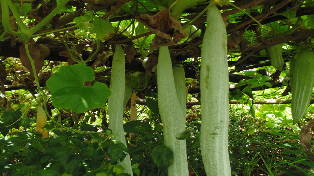 క్యాన్సర్ రాకుండా నిరోధించే గుణాలు పోట్లకాయలో ఉన్నాయి. పొట్లకాయలను తరచుగా తినడం వల్ల కీళ్ల నొప్పులు, వాపుల సమస్యలు ఉండవు. ఆర్థరైటిస్, గౌట్ వంటి సమస్యలు ఉన్నవారికి ఉపశమనం లభిస్తుంది. జ్వరం వచ్చిన వారు, కామెర్లు అయిన వారు ఈ కాయలను తింటుంటే త్వరగా కోలుకుంటారు.