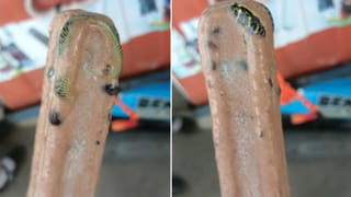 Watch: చావును వెతుక్కుంటూ దగ్గరగా వెళ్లింది.. కేవలం 2 సెకన్లలోనే అంతా ఖతం..!