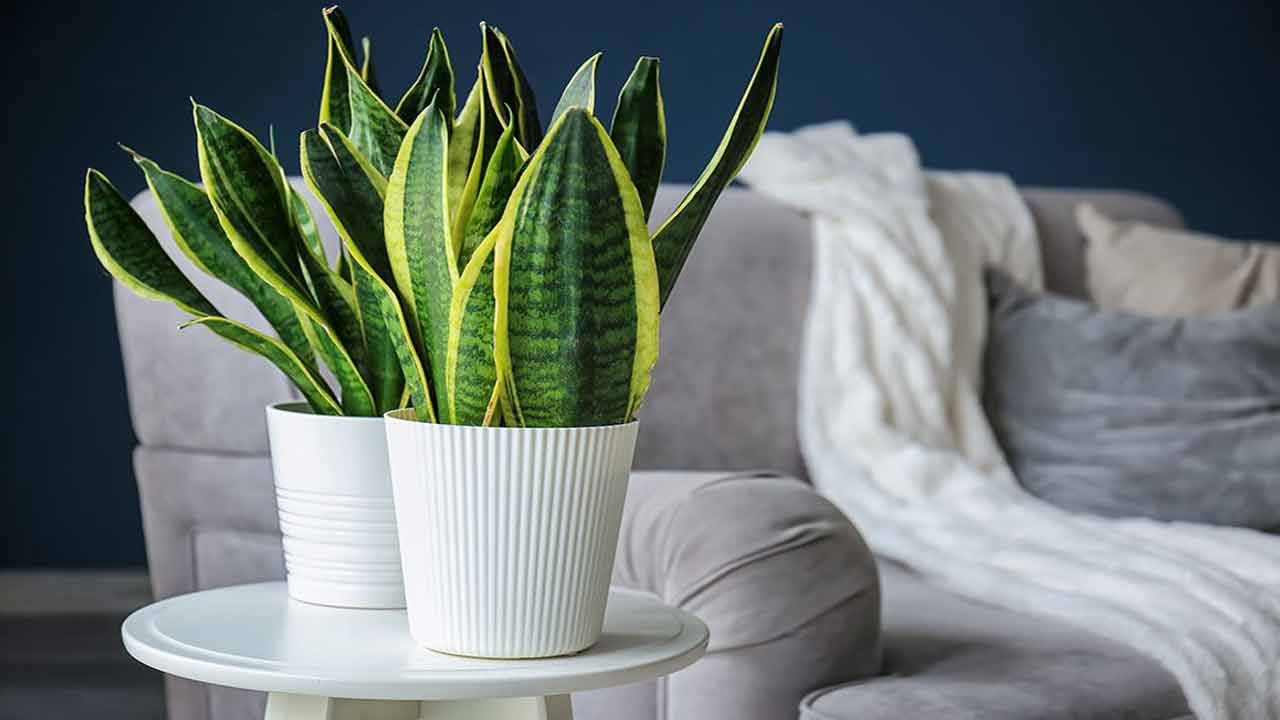 Snake Plant