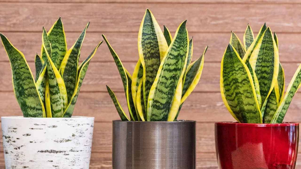 Snake Plant