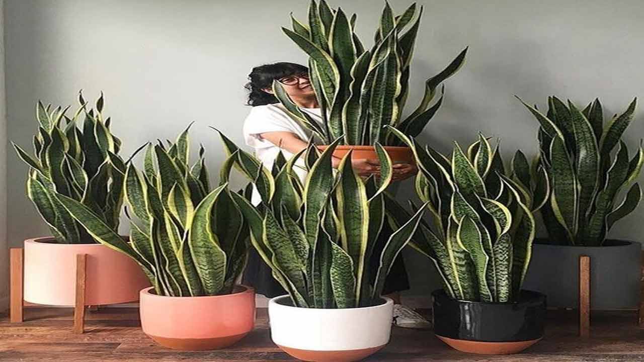 Snake Plant 5