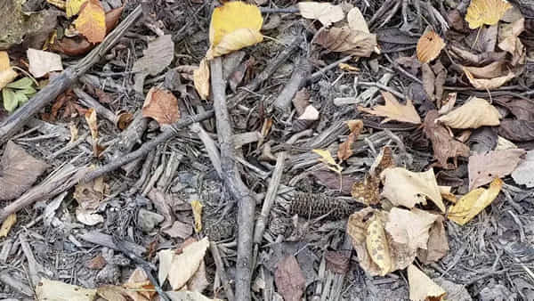 Puzzle: తల పండినోళ్లు కూడా తుస్సుమన్నారు.. ఈ ఫోటోలో పామును మీరు కనిపెట్టగలరా..?