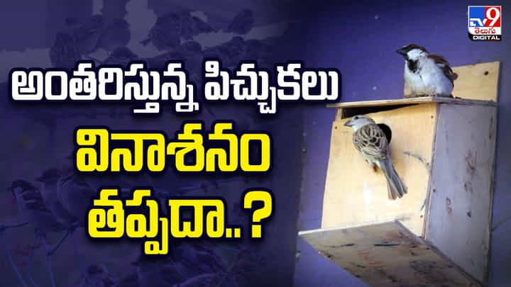 అంతరిస్తున్న పిచ్చుకలు.. వినాశనం తప్పదా..? అంతరిస్తున్న పిచ్చుకలు.. వినాశనం తప్పదా..?