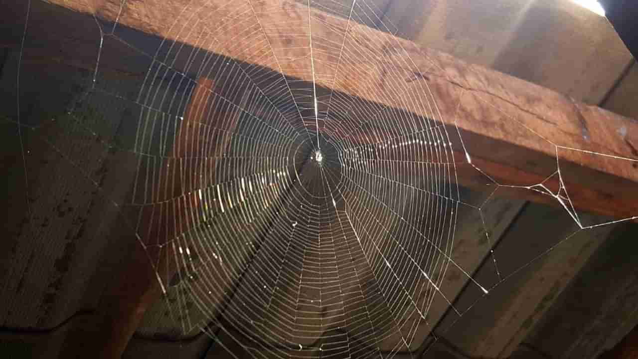 Vastu Tips: ఇంట్లో సాలెగూడు పెడితే శుభమా..? అశుభమా..?