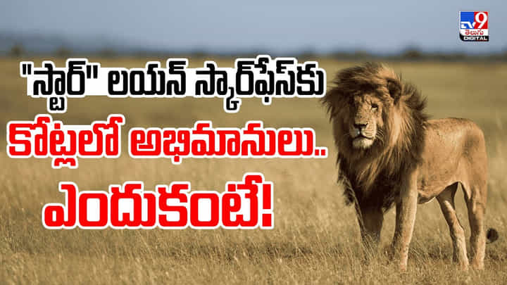 స్టార్'' లయన్ స్కార్ఫేస్కు కోట్లలో అభిమానులు .. ఎందుకంటే! వీడియో స్టార్'' లయన్ స్కార్ఫేస్కు కోట్లలో అభిమానులు .. ఎందుకంటే! వీడియో