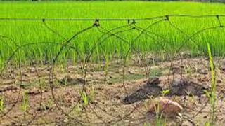 పెళ్లి ఊరేగింపులో ప్రమాదం.. అదుపుతప్పి మహిళల పైకి దూసుకెళ్లిన కారు..ఏం జరిగిందంటే..