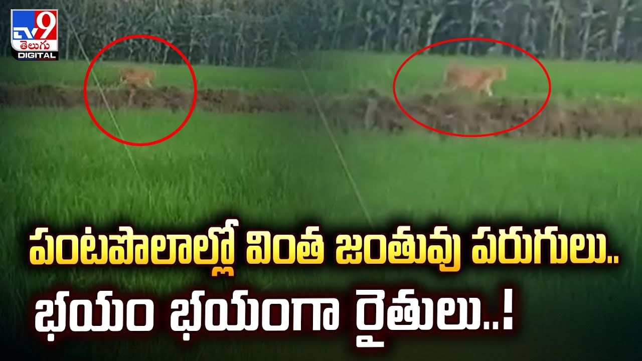 పంటపొలాల్లో వింత జంతువు పరుగులు.. భయం భయంగా రైతులు