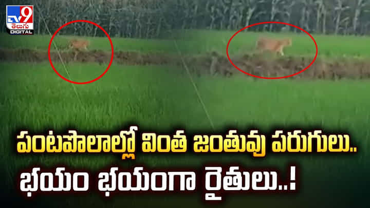 పంటపొలాల్లో వింత జంతువు పరుగులు.. భయం భయంగా రైతులు పంటపొలాల్లో వింత జంతువు పరుగులు.. భయం భయంగా రైతులు