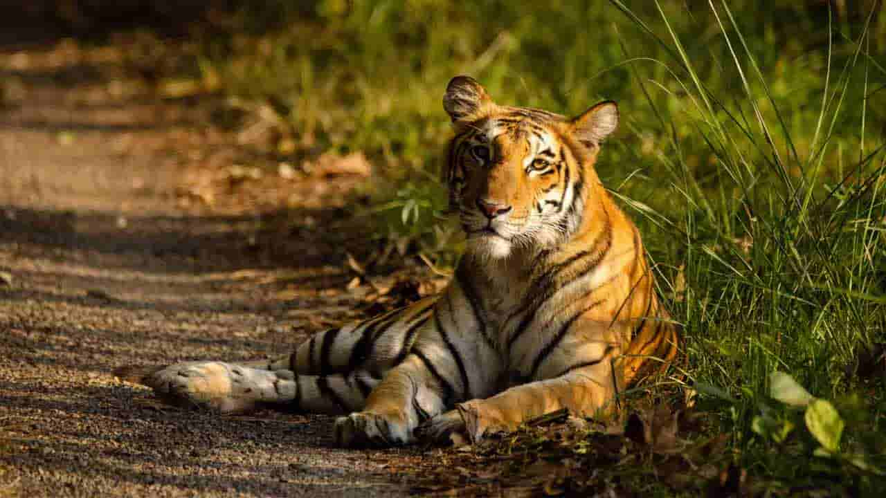 Telangana: అటవీ శాఖ హెచ్చరిక.. ఆ ఊర్లోకి పెద్దపులి ఎంట్రీ! ఒక వేళ పులి వస్తే..