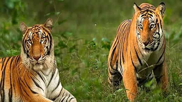 ప్రేమ కోసం పరితపిస్తున్న పులులు..! ఒకటి తూర్పు.. మరొకటి పశ్చిమాన.. రెండూ కలిసేదేలా?