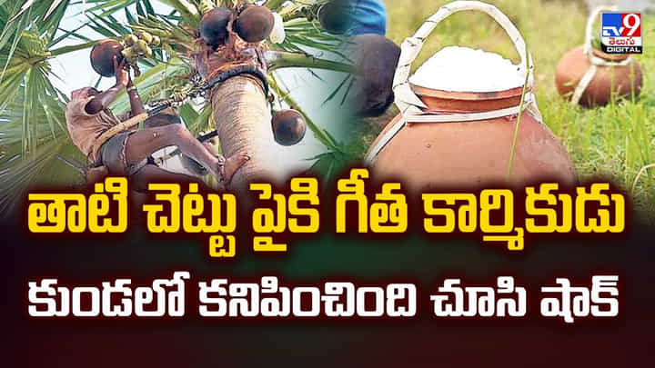 తాటి చెట్టు పైకి గీత కార్మికుడు కుండలో కనిపించింది చూసి షాక్ తాటి చెట్టు పైకి గీత కార్మికుడు కుండలో కనిపించింది చూసి షాక్