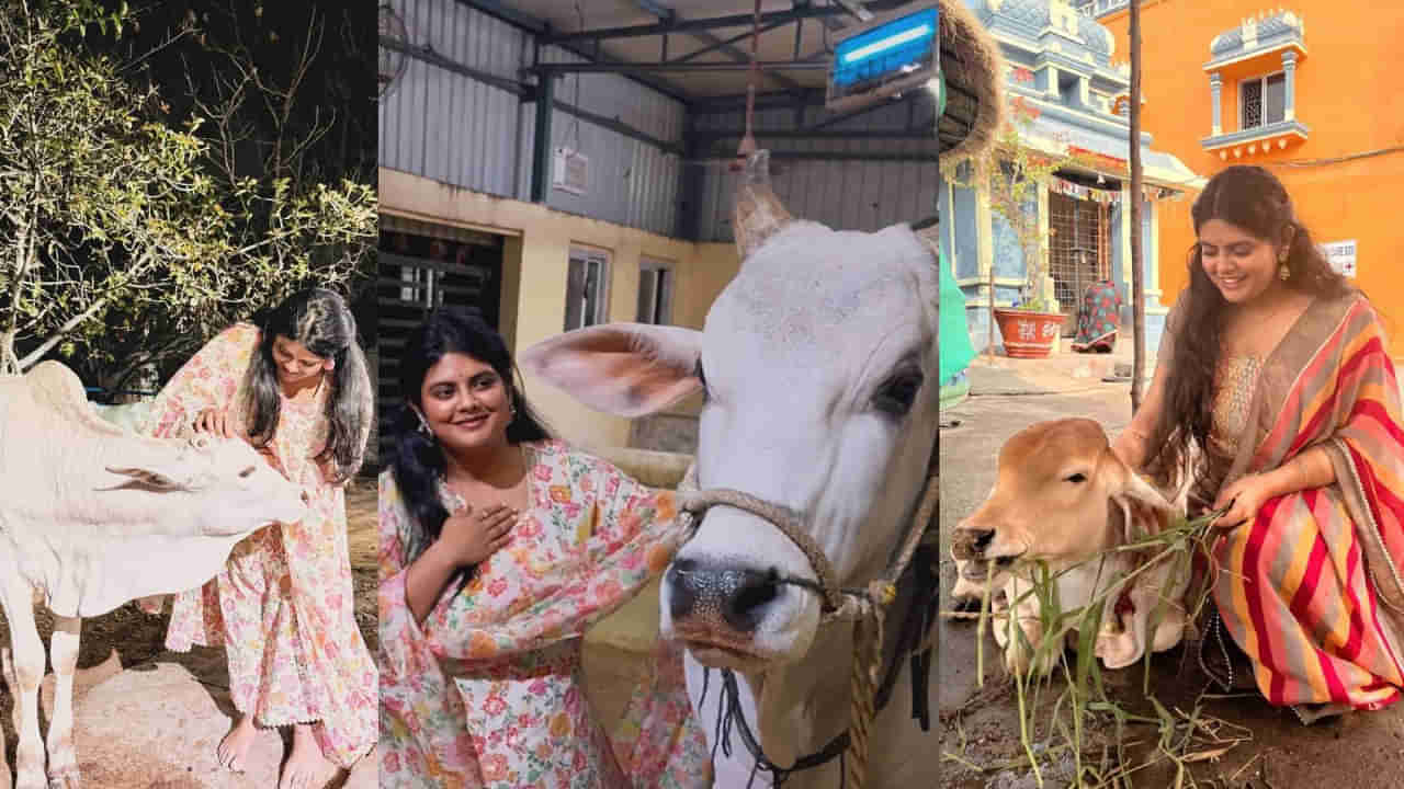 Tollywood: గోవులకు పూజ చేస్తోన్న ఈ అమ్మాయిని గుర్తు పట్టారా? స్టార్ డైరెక్టర్ కూతురు.. ఆ యంగ్ హీరో చెల్లి