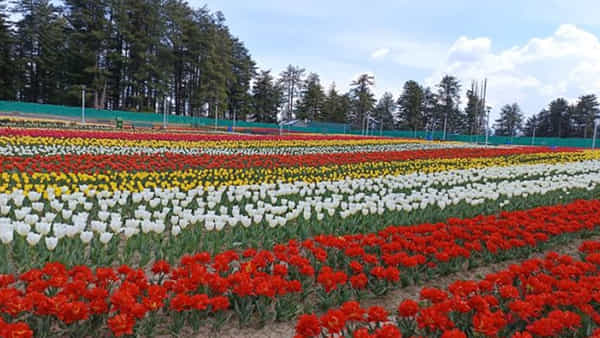 Tulip Garden: రా.. రమ్మంటున్న తులిప్ గార్డెన్.. సందర్శకులకు అనుమతి
