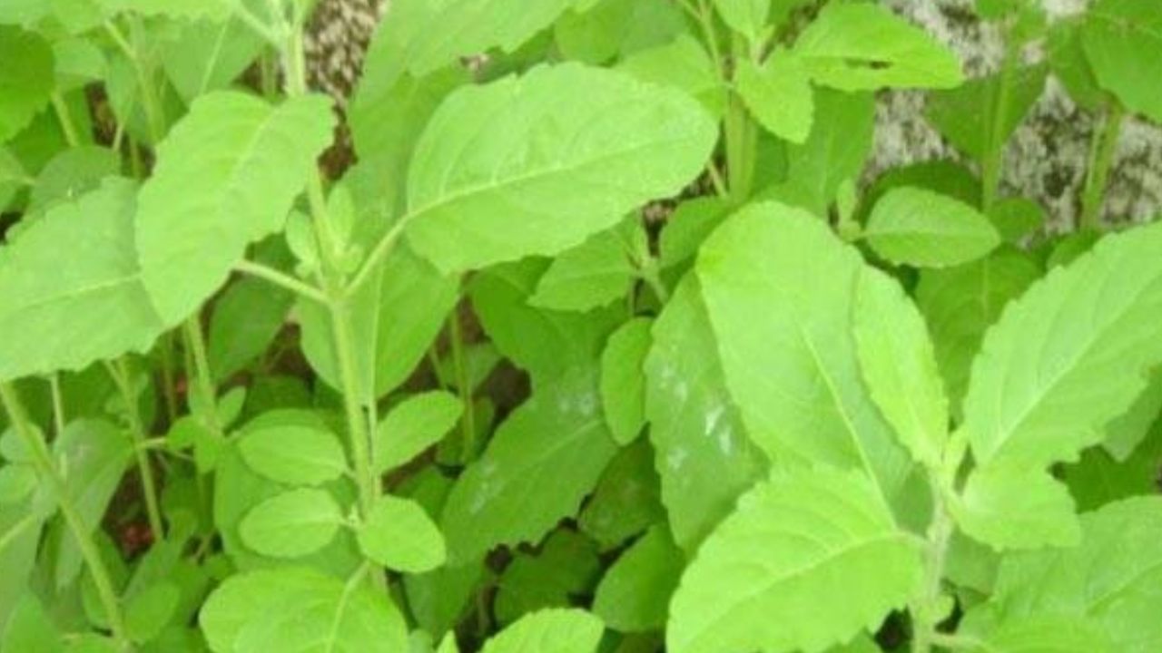 తులసి యాంటీ ఇన్ఫ్లమేటరీ లక్షణాలు కలిగి ఉంటుంది. ఇది లివర్ను వైరస్ల నుండి కాపాడుతుంది. తులసి వాడటం లివర్ పనితీరును మెరుగుపరచడంలో ఉపయోగంగా ఉంటుంది.