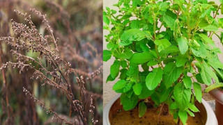 Yoga For Diabetic: షుగర్ పేషెంట్స్‌కు బెస్ట్ మెడిసిన్ ఈ యోగానాలు.. ఆహారం తిన్న తర్వాత ట్రై చేయండి..