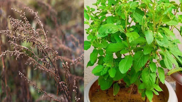 Tulsi Care Tips: వేసవిలో తులసి మొక్క ఎండిపోతుందా.. ఈ చిట్కాలు ట్రై చేయండి.. తులసి పచ్చగా పదికాలాలు ఉంటుంది..