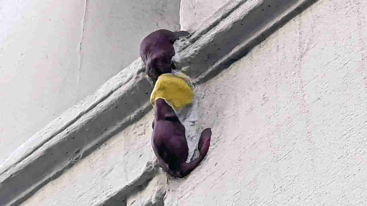 శాండ్‌విచ్‌లు దొంగిలిస్తూ పట్టుబడిన ఎలుకల జ్ఞాపకార్థం నిర్మించిన విగ్రహం..! ఈ వింత కథ తెలిస్తే అవాక్కే..