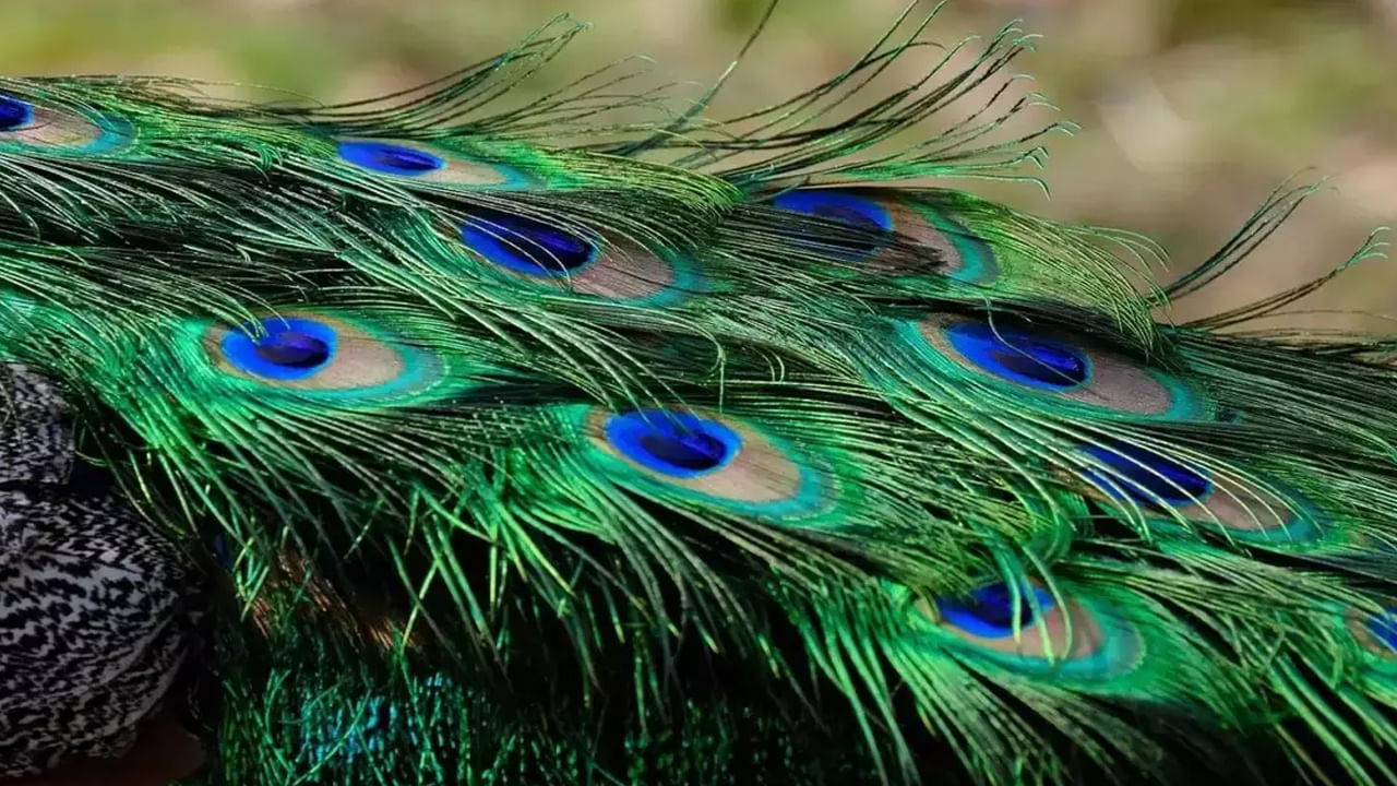 Peacock Feather