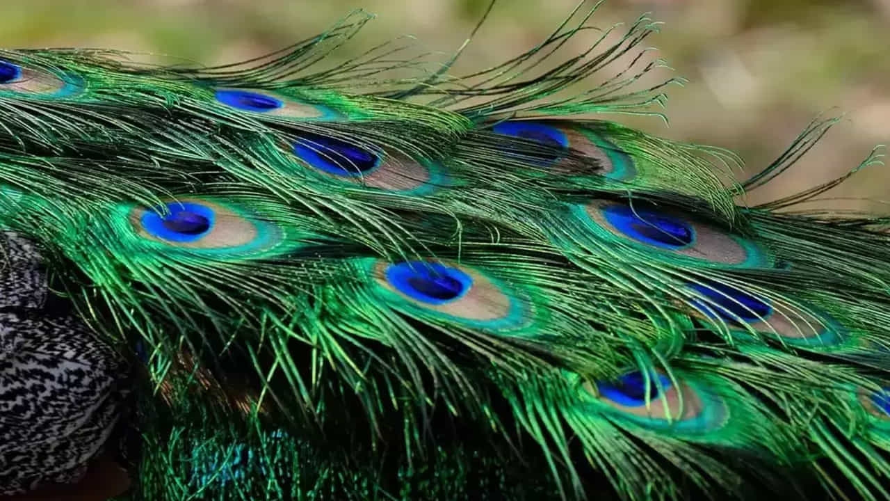 Peacock Feather