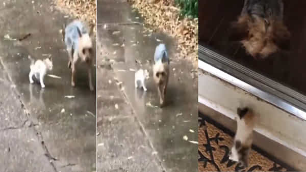 Viral Video: వర్షంలో తడిచిపోతున్న పిల్లి పిల్ల.. సాయం చేసి తన ఇంటికి తీసుకొచ్చిన కుక్క.. ఆకట్టుకున్న వీడియో