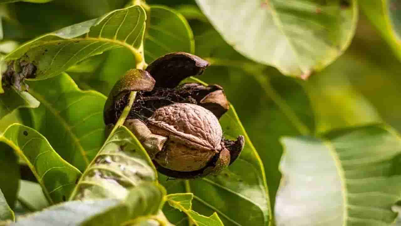ఉదయాన్నే ఈ డ్రై ఫ్రూట్ తింటే ఏం జరుగుతుందో తెలుసా..? పరిశోధనలు ఏం చెబుతున్నాయంటే..