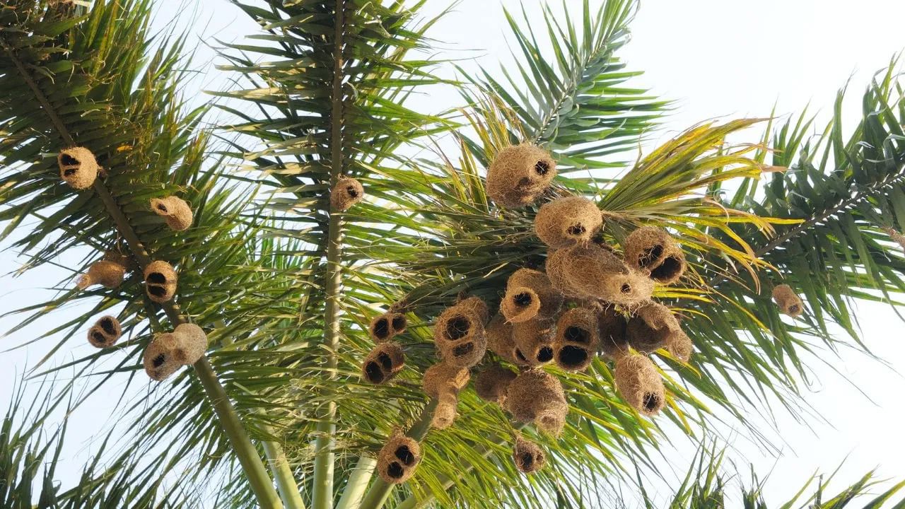 Weaver Birds Nest