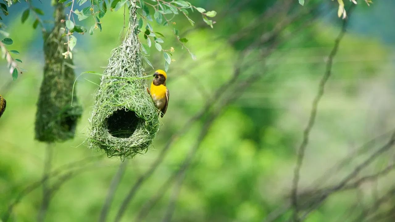 Weaver Birds Nest