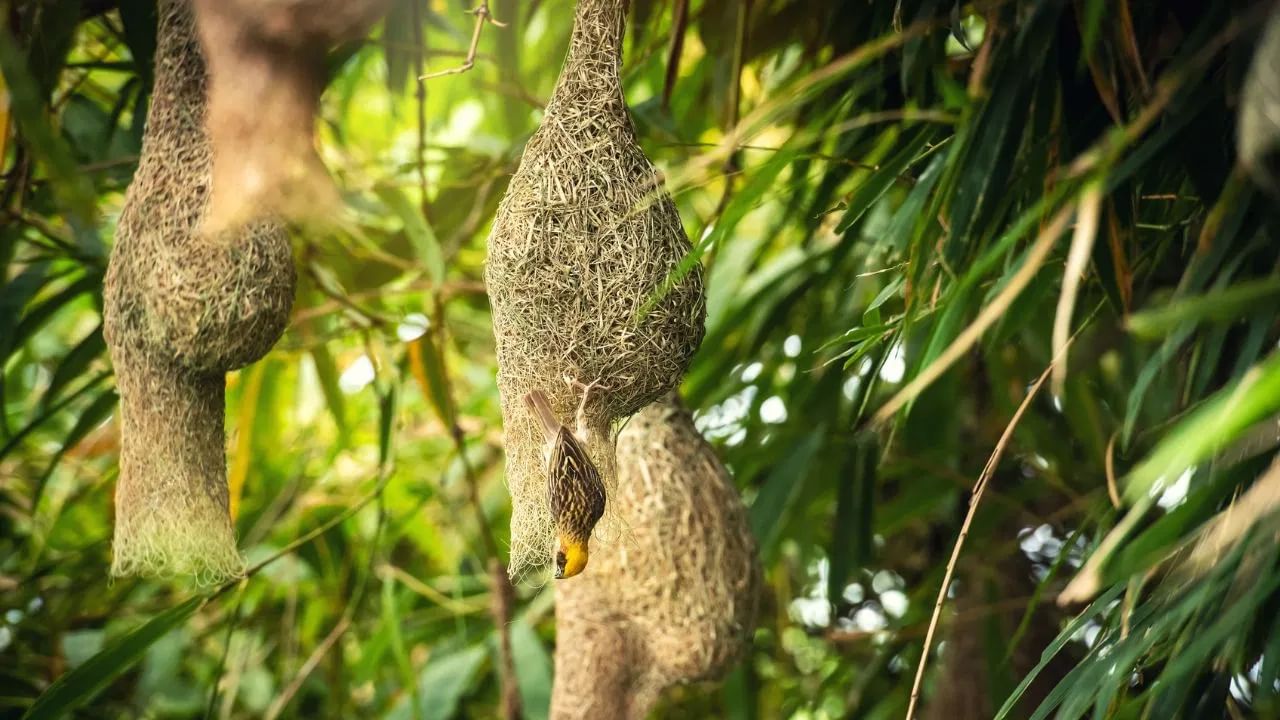 Weaver Birds Nest