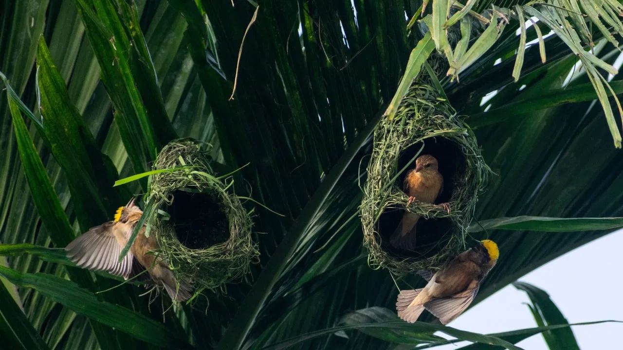 Weaver Birds Nest