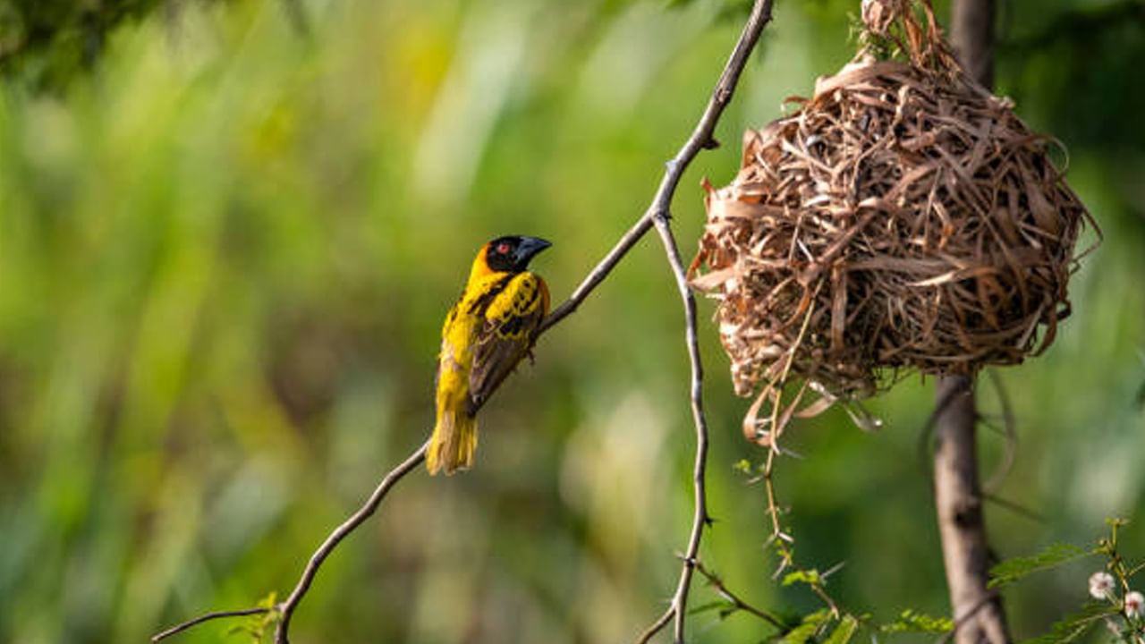 Weaver Birds Nest