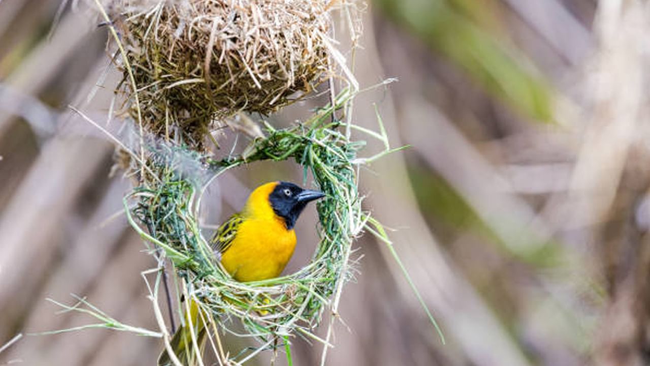 Weaver Birds Nest