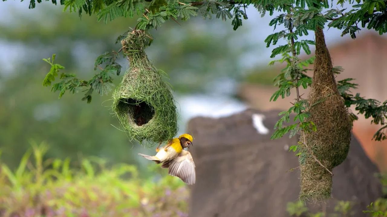 Weaver Birds Nest