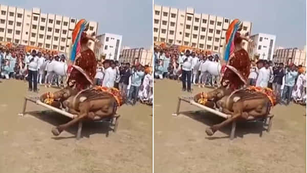Video:మంచం మీద పడుకున్న ఒంటెపై మహిళ డ్యాన్స్.. వీడియో చూసిన నెటిజన్స్ రక్తం ఉడికిపోతుంది