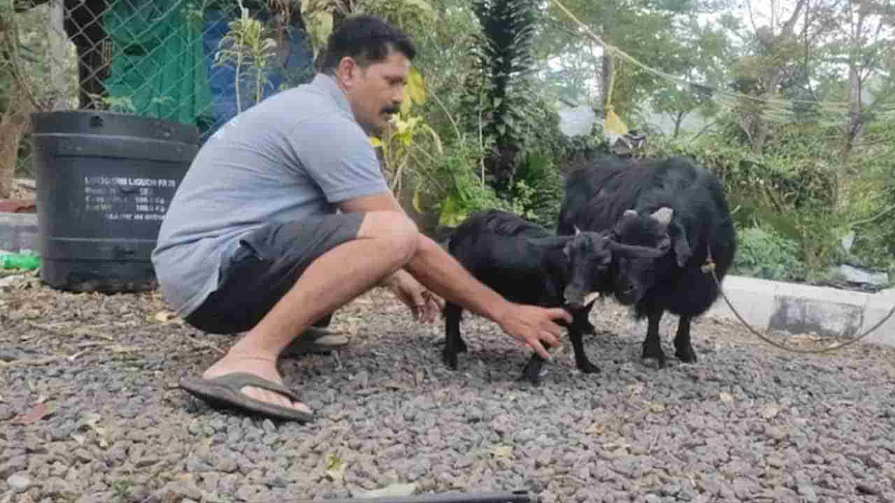 Guinness Record: వార్నీ బుజ్జిమేక..  ఏకంగా గిన్నిస్ రికార్డు క్రియేట్ చేసింది.. ! ఇంతకీ అసలు విషయం ఏంటంటే..