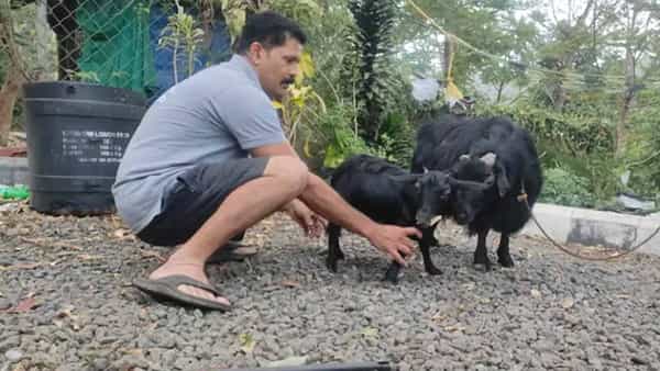 Guinness Record: వార్నీ బుజ్జిమేక.. ఏకంగా గిన్నిస్ రికార్డు క్రియేట్ చేసింది.. ! ఇంతకీ అసలు విషయం ఏంటంటే..