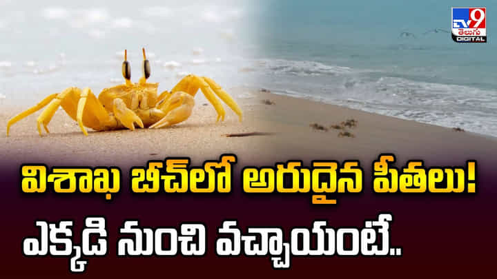 విశాఖ బీచ్లో అరుదైన పీతలు! ఎక్కడి నుంచి వచ్చాయంటే విశాఖ బీచ్లో అరుదైన పీతలు! ఎక్కడి నుంచి వచ్చాయంటే