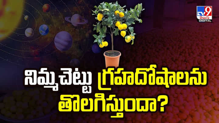 నిమ్మచెట్టు గ్రహదోషాలను తొలగిస్తుందా?వీడియో నిమ్మచెట్టు గ్రహదోషాలను తొలగిస్తుందా?వీడియో