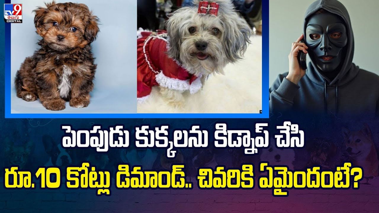 పెంపుడు కుక్కలను కిడ్నాప్ చేసి.. రూ.10 కోట్లు డిమాండ్ .. చివరికి ఏమైందంటే?