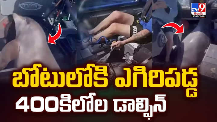 ఒక్కసారిగా బోటులోకి వచ్చిపడ్డ పెద్ద డాల్ఫిన్ .. తర్వాత వీడియో ఒక్కసారిగా బోటులోకి వచ్చిపడ్డ పెద్ద డాల్ఫిన్ .. తర్వాత వీడియో