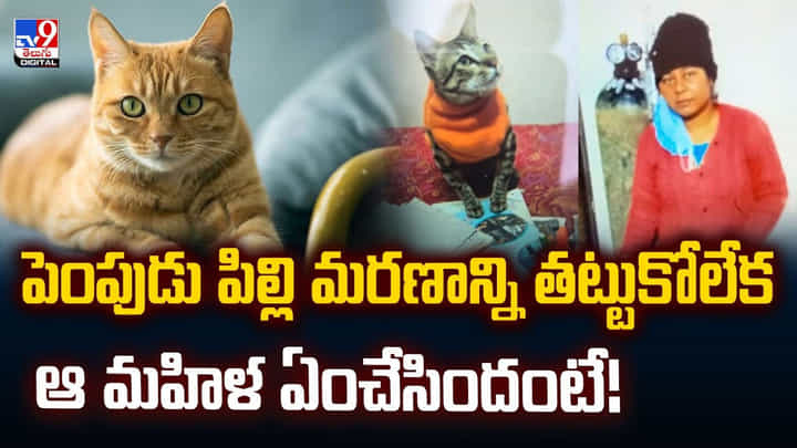 పెంపుడు పిల్లి మరణాన్ని తట్టుకోలేక ఆ మహిళ ఏంచేసిందంటే! పెంపుడు పిల్లి మరణాన్ని తట్టుకోలేక ఆ మహిళ ఏంచేసిందంటే!