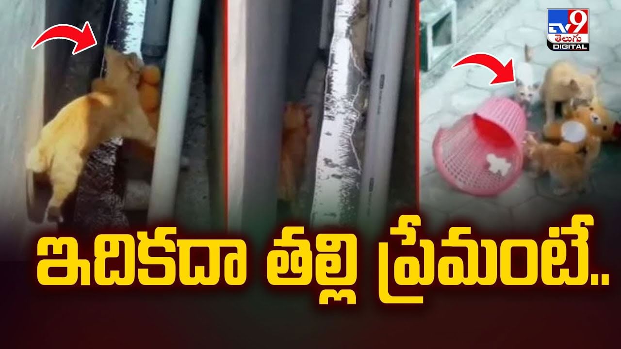 ఇదికదా తల్లి ప్రేమంటే.. పిల్లి తన బిడ్డ కోసం ఏం చేసిందంటే వీడియో